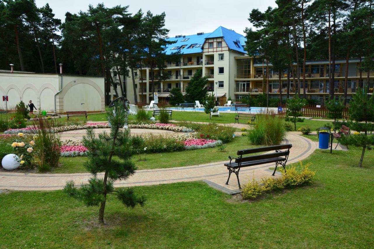 Dmuchawiec Лукенцин Экстерьер фото